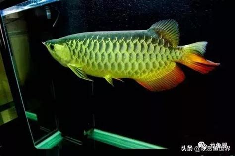 養龍魚|科學養龍魚：水質飼料及健康